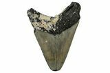 Fossil Megalodon Tooth - North Carolina #351172-1